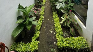 A narrow, paved pathway flanked by lush green plants and large leafy foliage, leading to a building with large windows and a white exterior. - Hermosa casa, con Parqueo propio, Ideal para pasar momentos en familia o pareja. (Jocotenango)