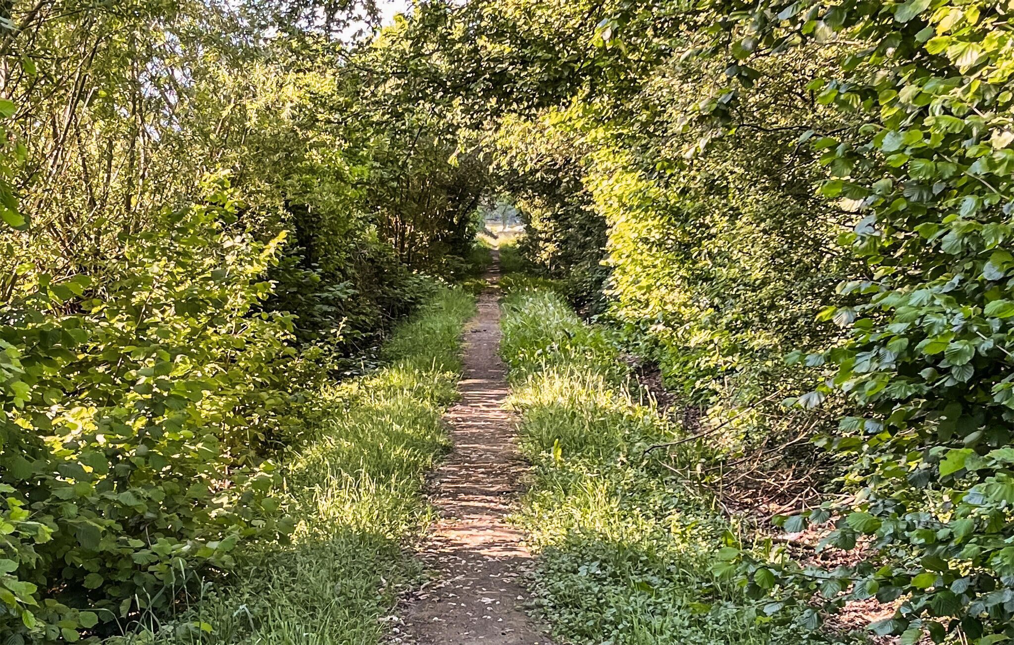 Un sendero estrecho cubierto de hojas en una zona verde y exuberante.