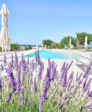 Un área de piscina con sillas de descanso y sombrillas, rodeada de plantas de lavanda.