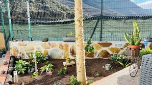 Ein Garten mit einer Steinmauer, verschiedenen Pflanzen und einem Fahrradreifen-Pflanzgefäß.
