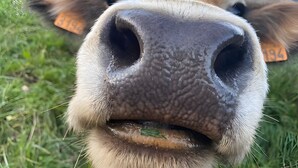 Een close-up van het gezicht van een koe met oormerken.