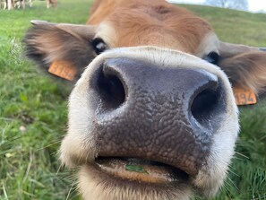 Un gros plan du visage d’une vache, sur lequel on peut voir des étiquettes fixées à ses oreilles.