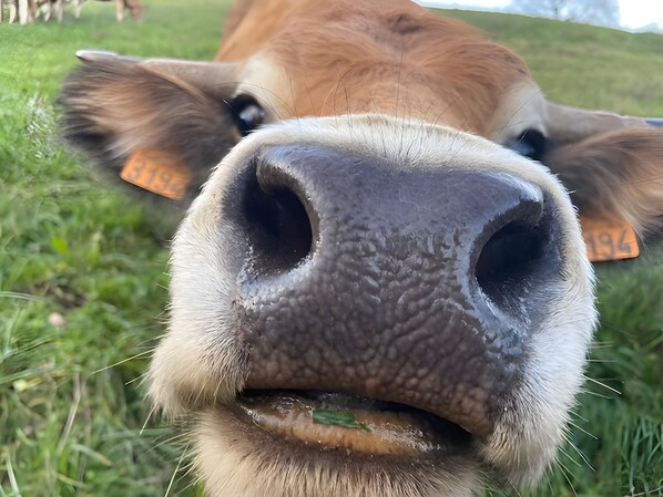 Primer plano del rostro de una vaca con etiquetas en las orejas.