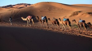 Paisaje desértico con una fila de camellos y una persona guiándolos.
