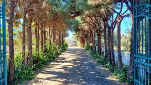 A paved pathway flanked by trees and metal gates, leading to a distant vehicle. - Villa Velisia - Con Ampia Piscina E Campo Da Gioco Privato (Alessano)