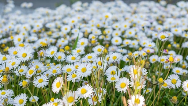 A field of daisies with a table and chairs under an umbrella.