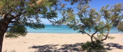 A beach with a tree in the foreground and a clear view of the ocean.