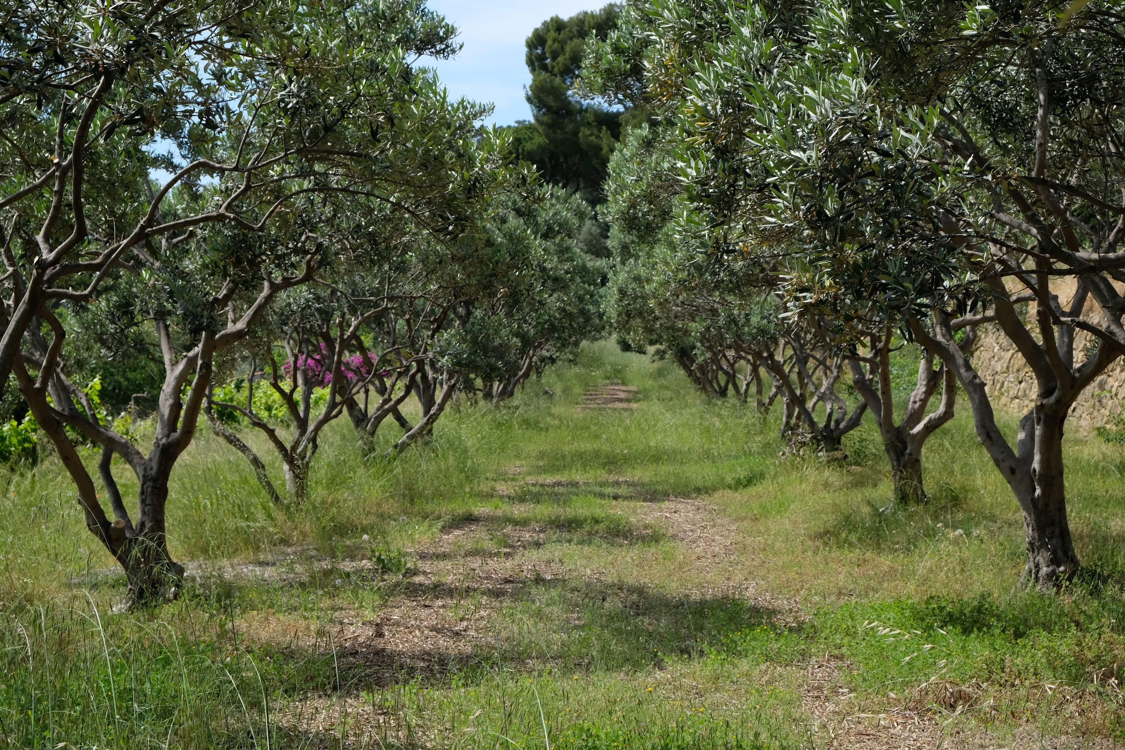 Un sentiero che si snoda attraverso un uliveto, con alberi su entrambi i lati.