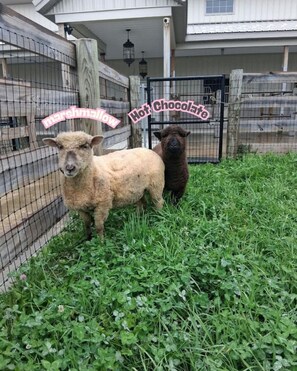 A fenced area with two animals, one light-colored and one dark-colored, standing on grass. - Equestrian Estate | Indoor Pool, Theater, Game Rm (Schoharie)