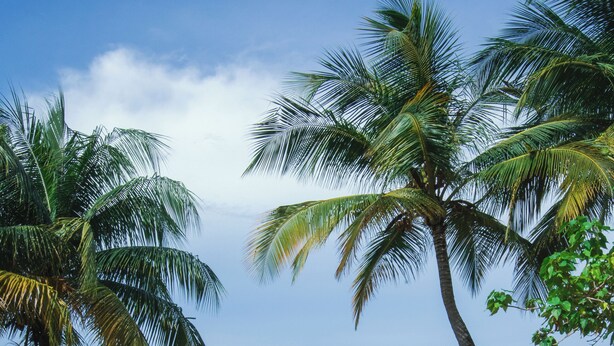 Une plage bordée de palmiers, un ciel dégagé et l’océan en toile de fond.