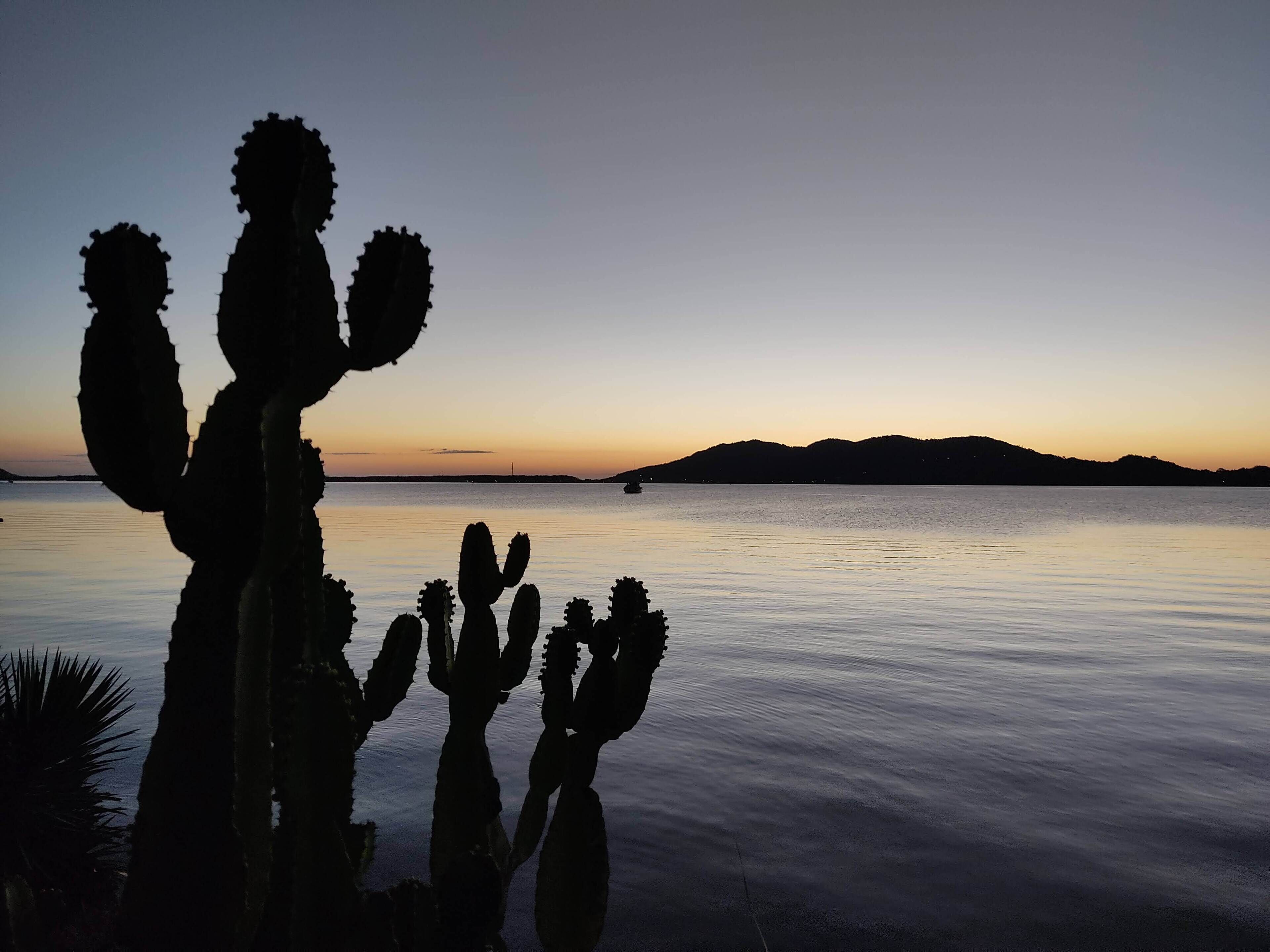 A cactus silhouette against a sunset over calm water with distant hills.