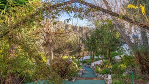 A garden pathway with a green surface, surrounded by various plants and trees. - 3 bedroom lovely home in Montejaque (Montejaque)