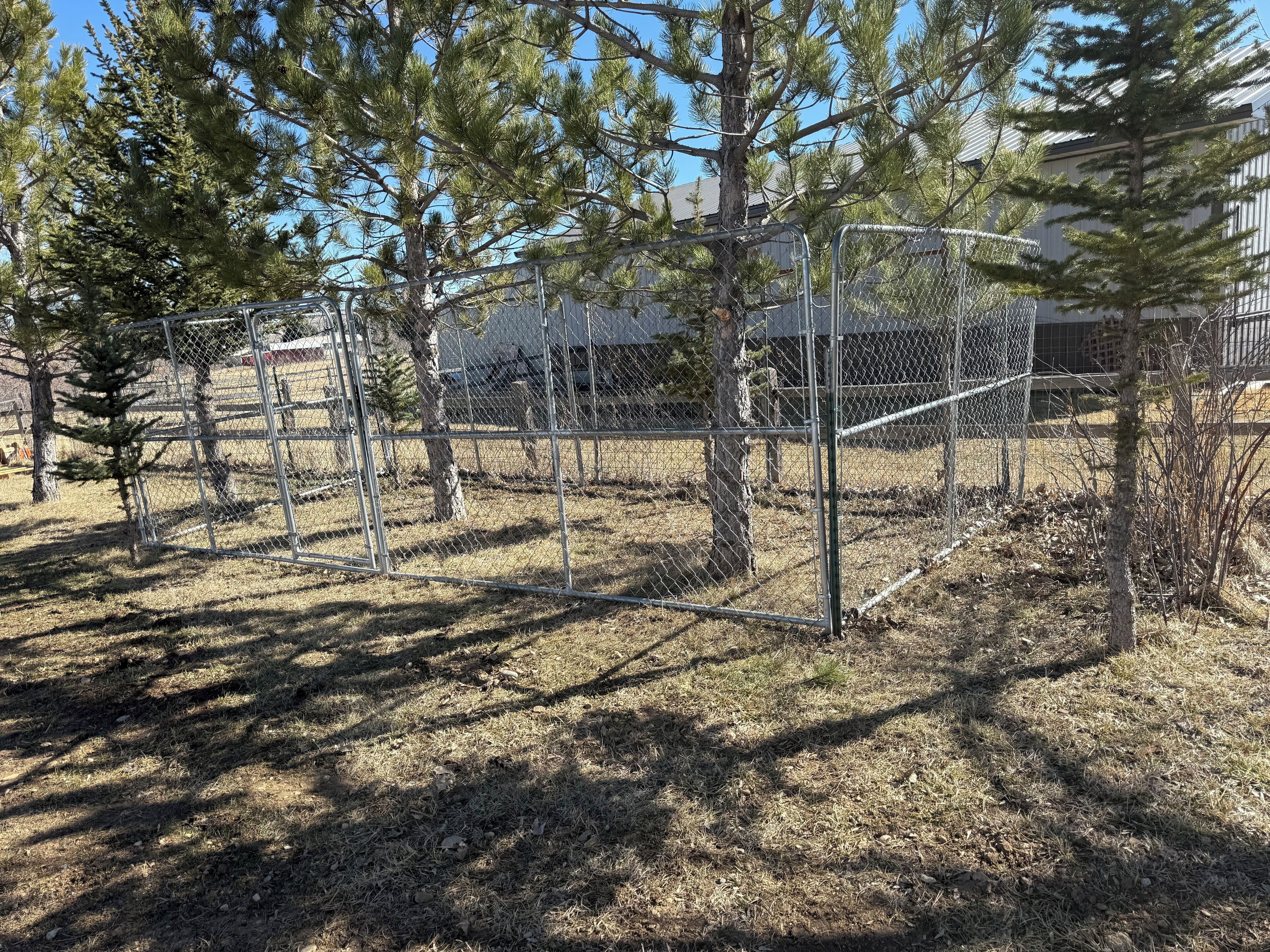 A fenced outdoor area with dry grass and young pine trees.