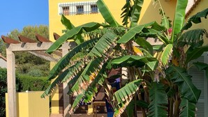 A poolside area with a yellow building, a pergola, and large banana plants. - Son Floriany - House with private pool and lounge (Son Severa)