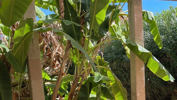 A covered outdoor seating area with a table and chairs, surrounded by large banana plants and a view of a pool. - Son Floriany - House with private pool and lounge (Son Severa)