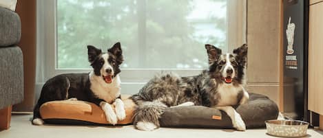 Two dogs lying on pet beds near a window with a view of trees.