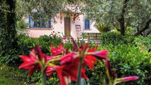 Un jardin avec des fleurs rouges au premier plan, un bâtiment rose avec des volets bleus et une échelle en arrière-plan.