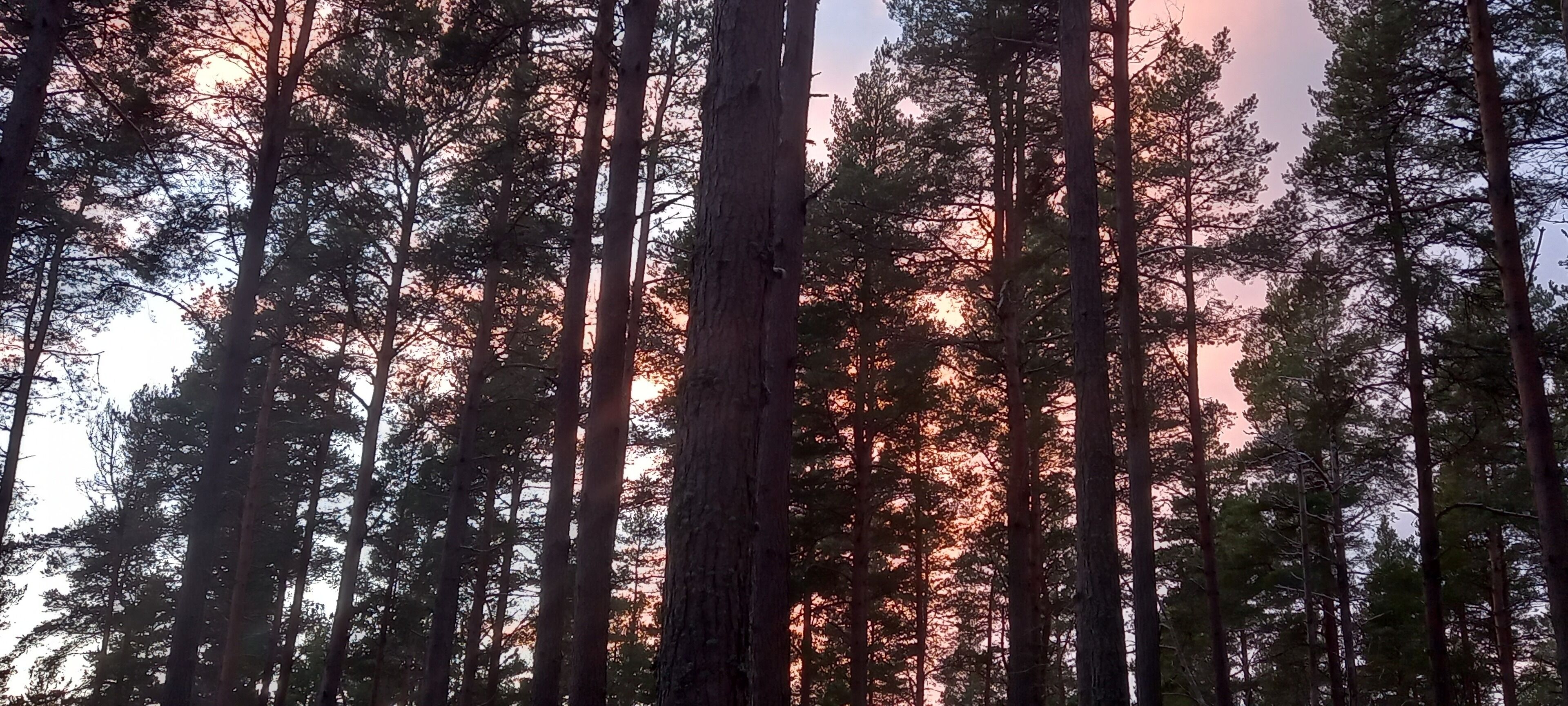 A dense forest of tall trees with a clear sky.