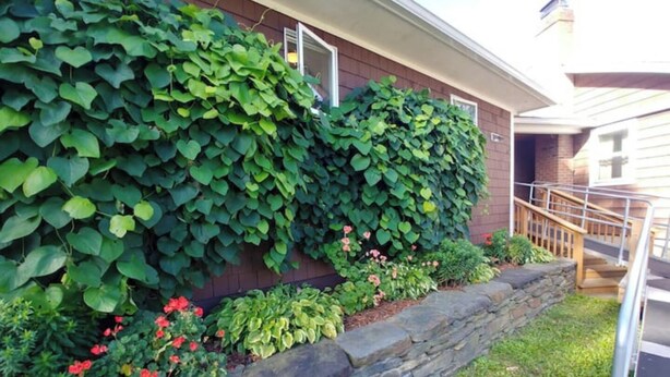 A house with a stone retaining wall, a wooden staircase, and a variety of plants and flowers. - Spacious country retreat, close to Montpelier, close to nature. Smoke/pet free (Montpelier)
