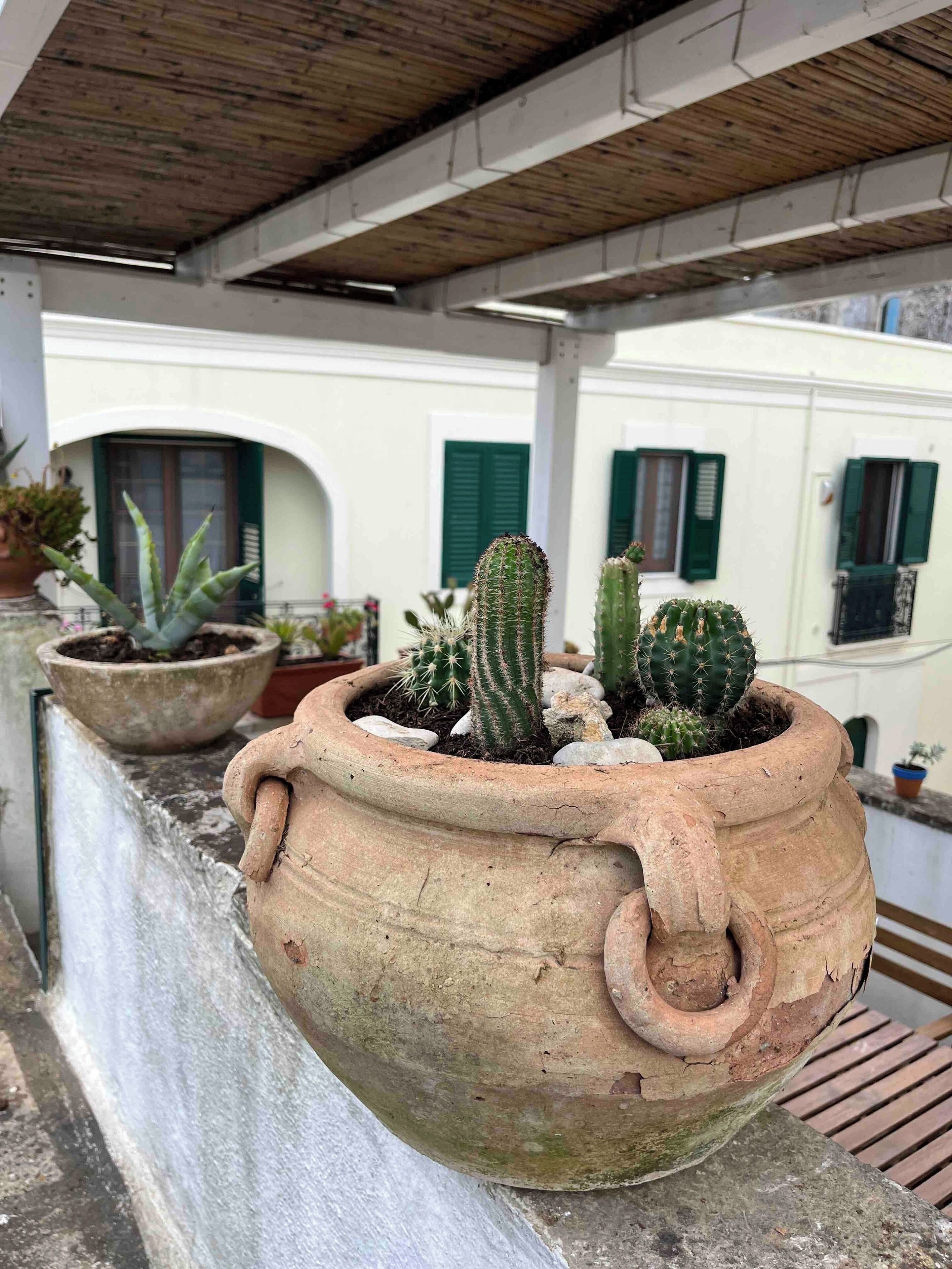 A potted cactus on a balcony with a rustic ceiling and a building with green shutters in the background.