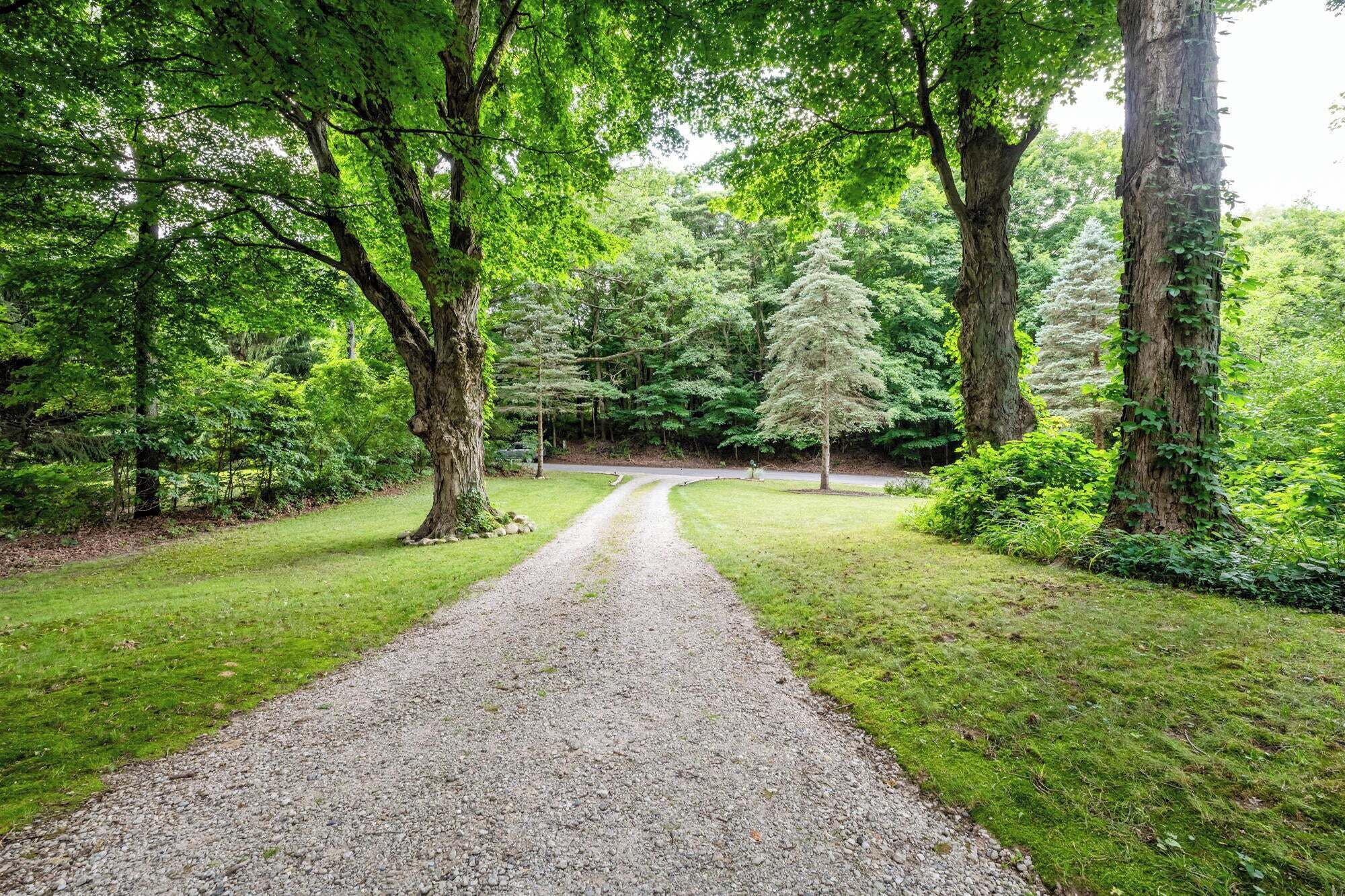 Un sentiero sterrato che si inoltra in una lussureggiante foresta verde, con alberi alti e fitta vegetazione.