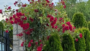 A garden with red roses, a stone wall, and neatly trimmed bushes. - Apartamenty Jasieńczyk (Mielenko)