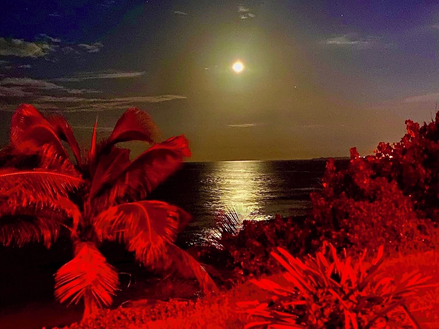 A night scene with a moonlit ocean view, palm trees, and a dark sky.