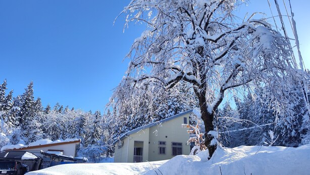 Un arbre recouvert de neige se dresse devant un bâtiment dont le toit est en pente.