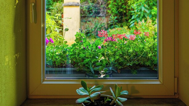 A window with a view of a garden, a potted plant on the windowsill, and a door handle.