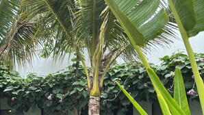 Une piscine entourée d’une végétation luxuriante, notamment de palmiers et de différentes espèces de plantes.