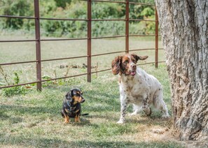 Animaux de compagnie acceptés