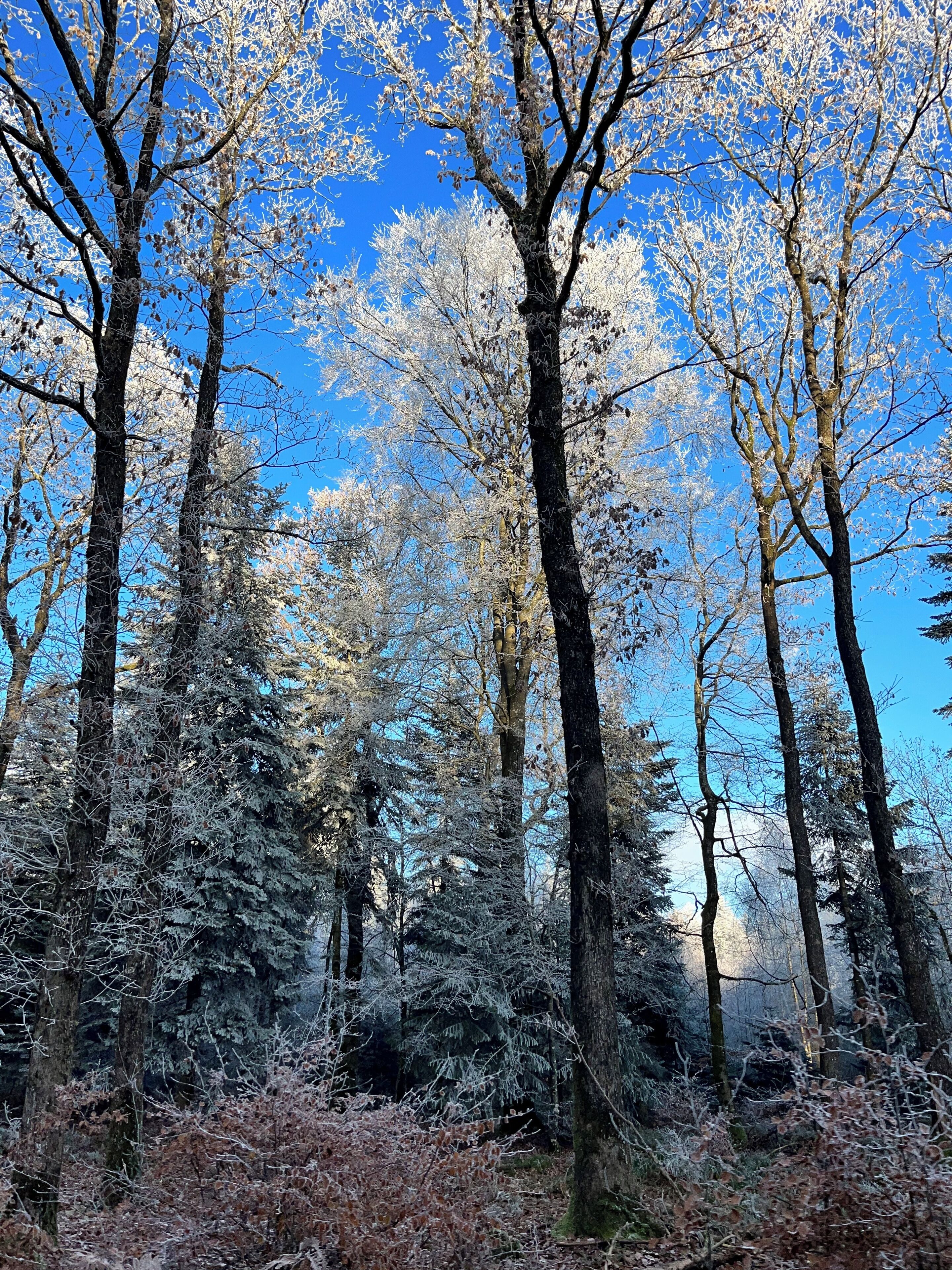 A forest with tall trees and a clear blue sky.