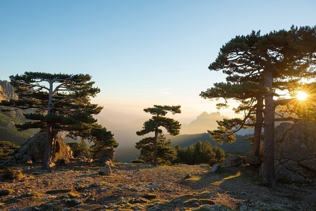 A mountainous landscape with pine trees and a clear sky.
