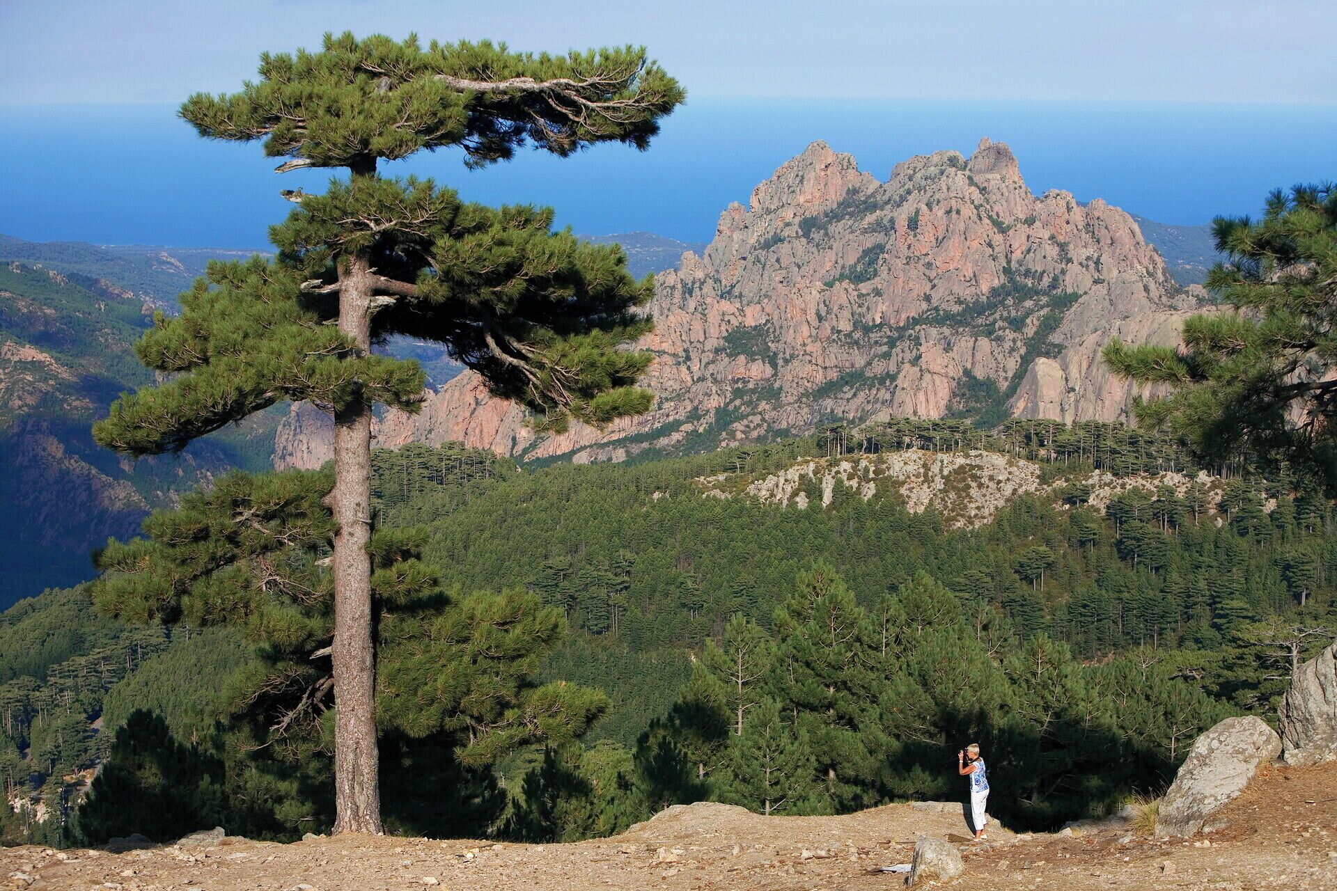 A mountainous landscape with a prominent pine tree and a rocky peak in the background.