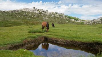 A grassy field with a small pond and horses grazing.