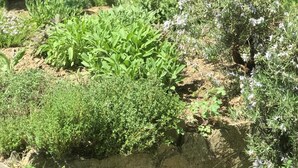 A garden with various plants and a rock formation. - Unter einem Dach (Raabs An Der Thaya)
