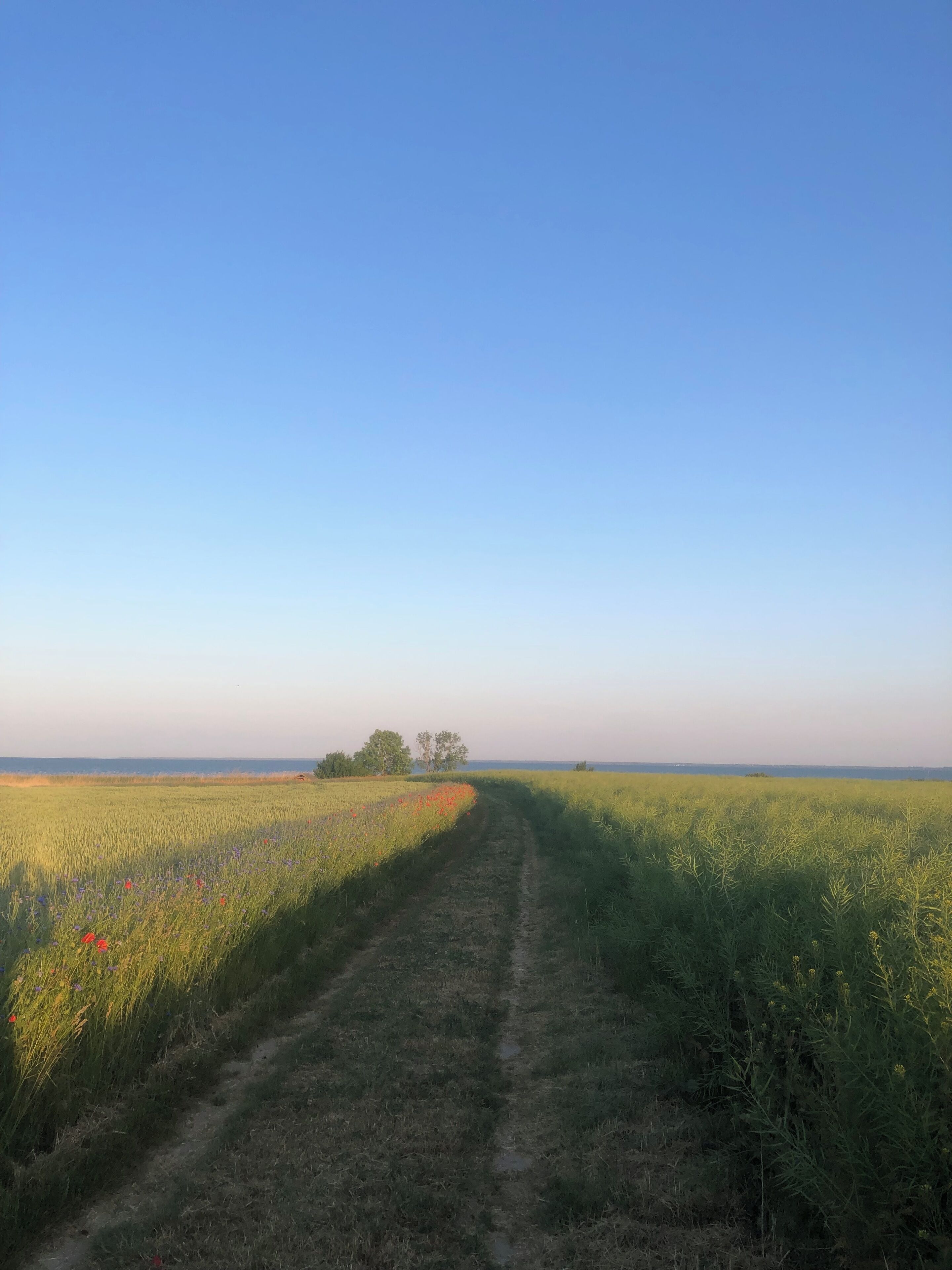 A dirt path leading through a field with a tree in the distance.