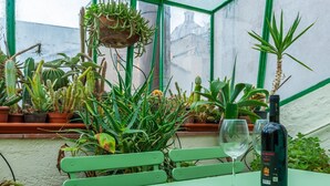 A greenhouse with various cacti and succulents, a bench, a table with a wine bottle and glass, and a view of buildings through a green-framed window. - Elegantis Dimora dell'Architetto in Campo de' Fiori With private terrace (Roma)
