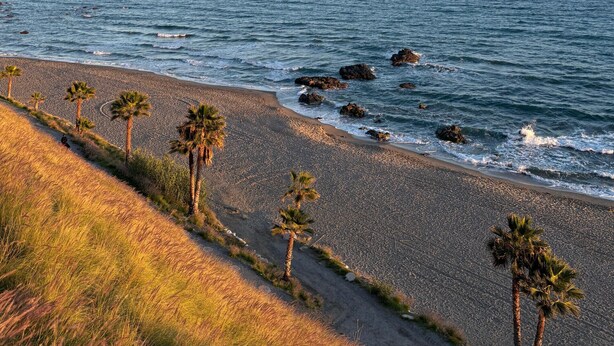 A beach with pebbles, palm trees, and the ocean.
