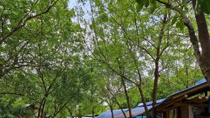 Un patio con sendero empedrado, vallas de bambú y árboles que dan sombra.