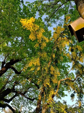 Property grounds - Gite la Doline 3* (Mayrac)