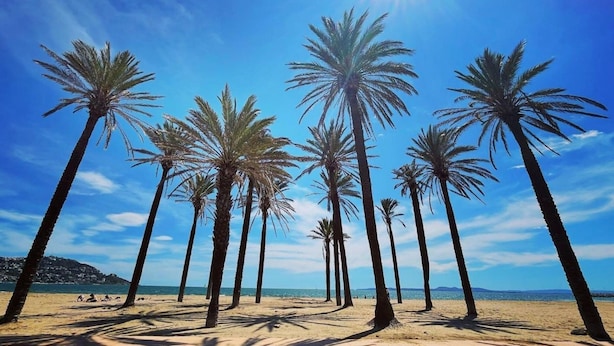 Une plage bordée de palmiers, sous un ciel dégagé.