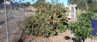 Charming 2-bedroom cottage in Fallbrook, CA with TV, WiFi, and AC.