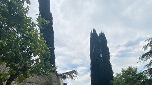 A paved pathway leading through a garden with stone walls and tall trees.