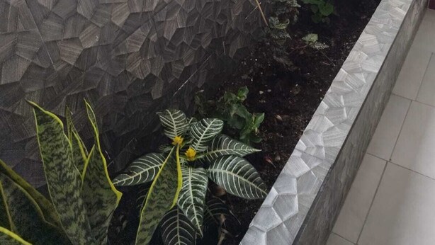 A window with a textured stone wall, a planter with various plants, and a view of buildings outside. - Hostal Terranova Quitumbe (Quito)