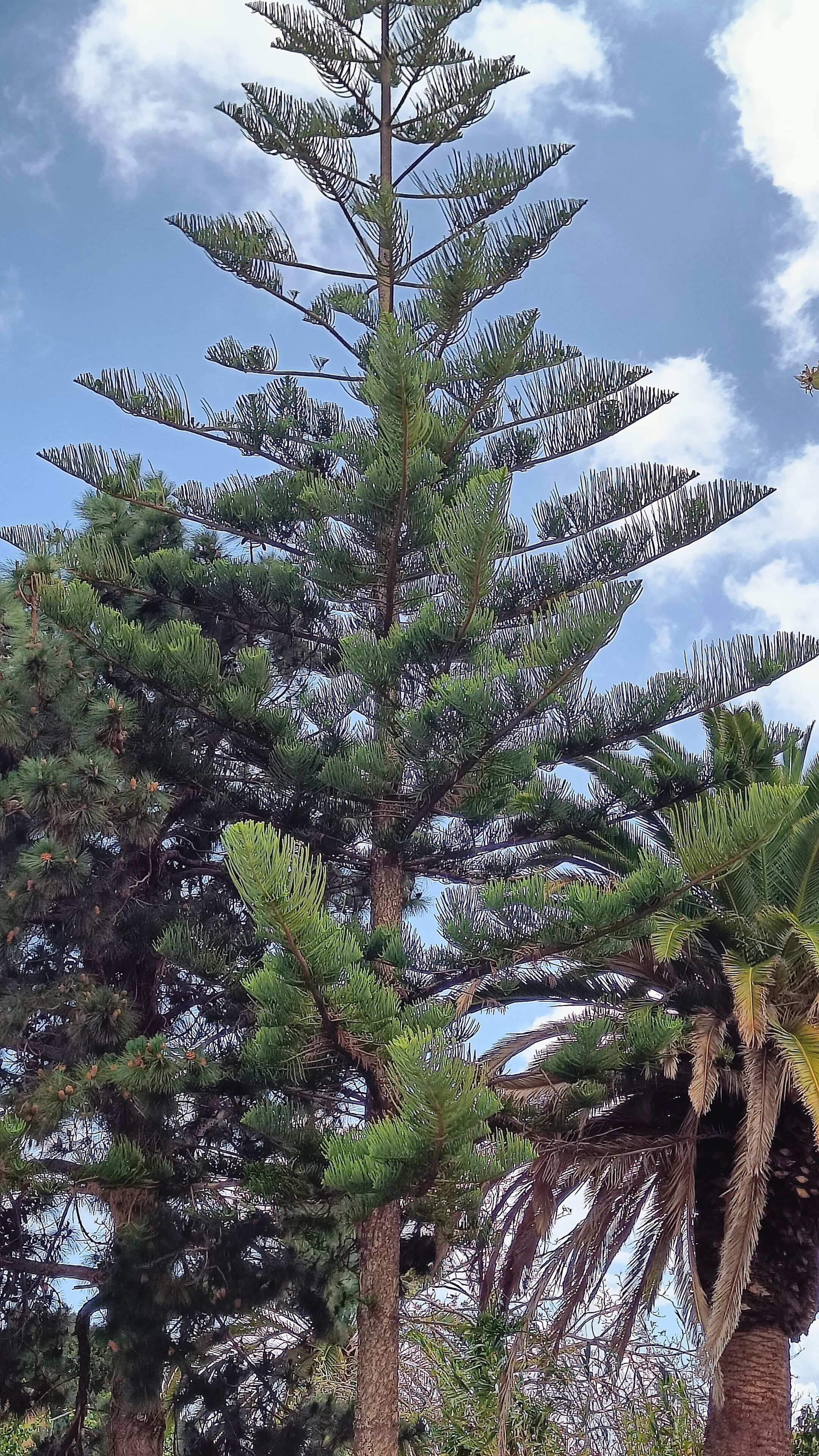Foto - La Casona de Arona