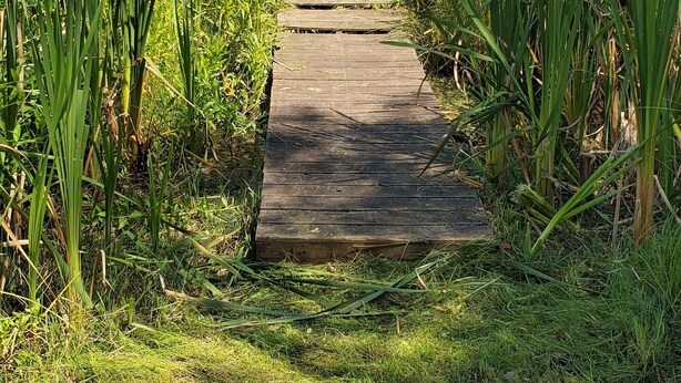 Ein hölzerner Weg führt zu einem Gewässer, umgeben von Gras und hohen Pflanzen.