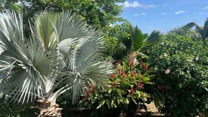 A garden with various plants, including a large white fan palm and a bush with red flowers. - Le Roc de Malendure (Bouillante)