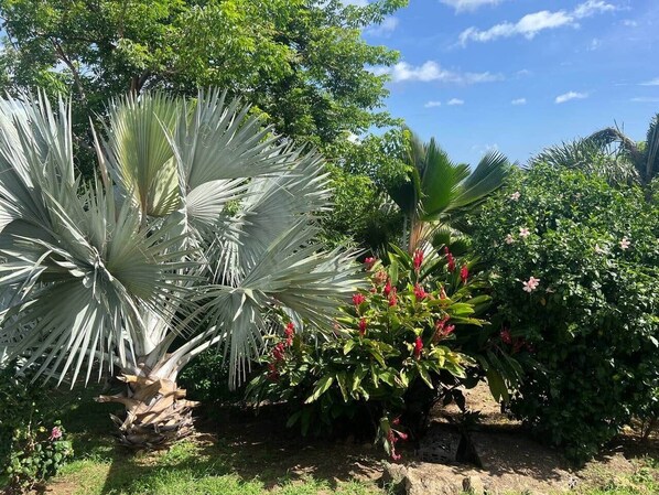 A garden with various plants, including a large white fan palm and a bush with red flowers.
