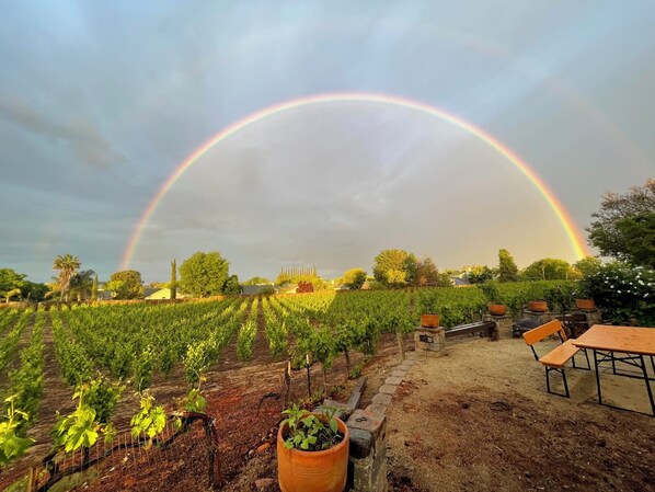 Property grounds - Spacious modernized 5-bedroom farmhouse on vineyard (Oakley)